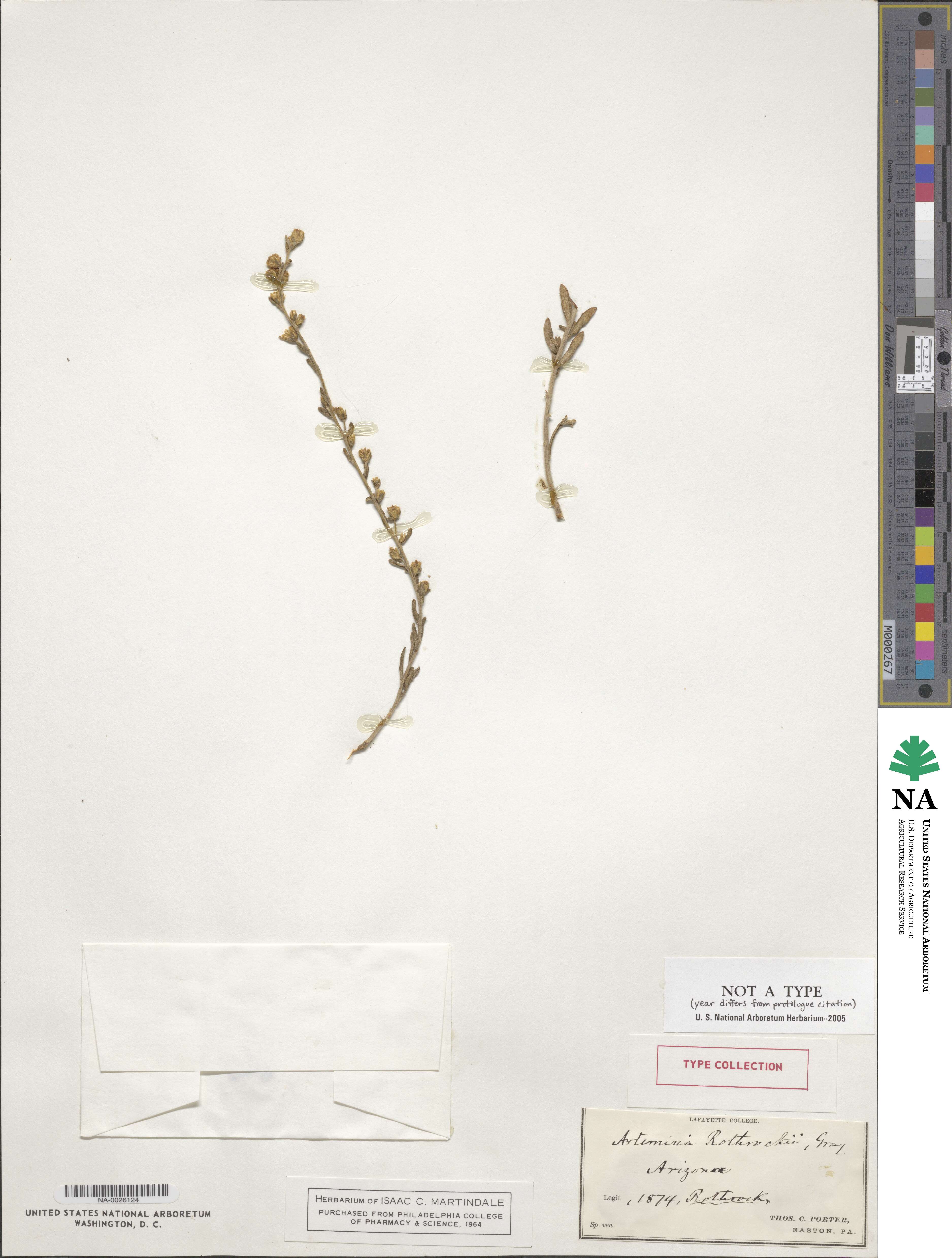 Artemisia rothrockii image