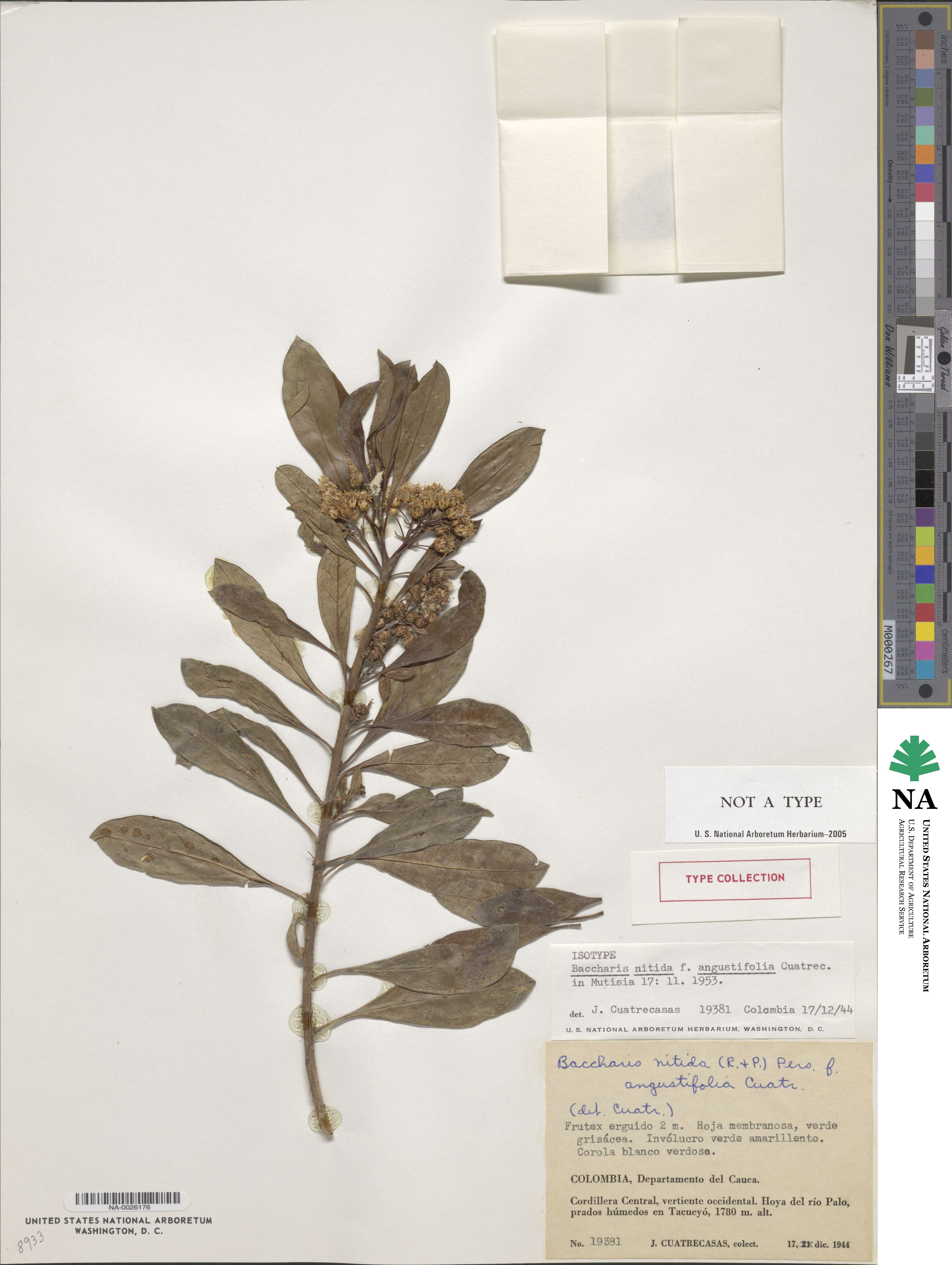Baccharis nitida image