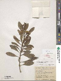 Baccharis nitida image