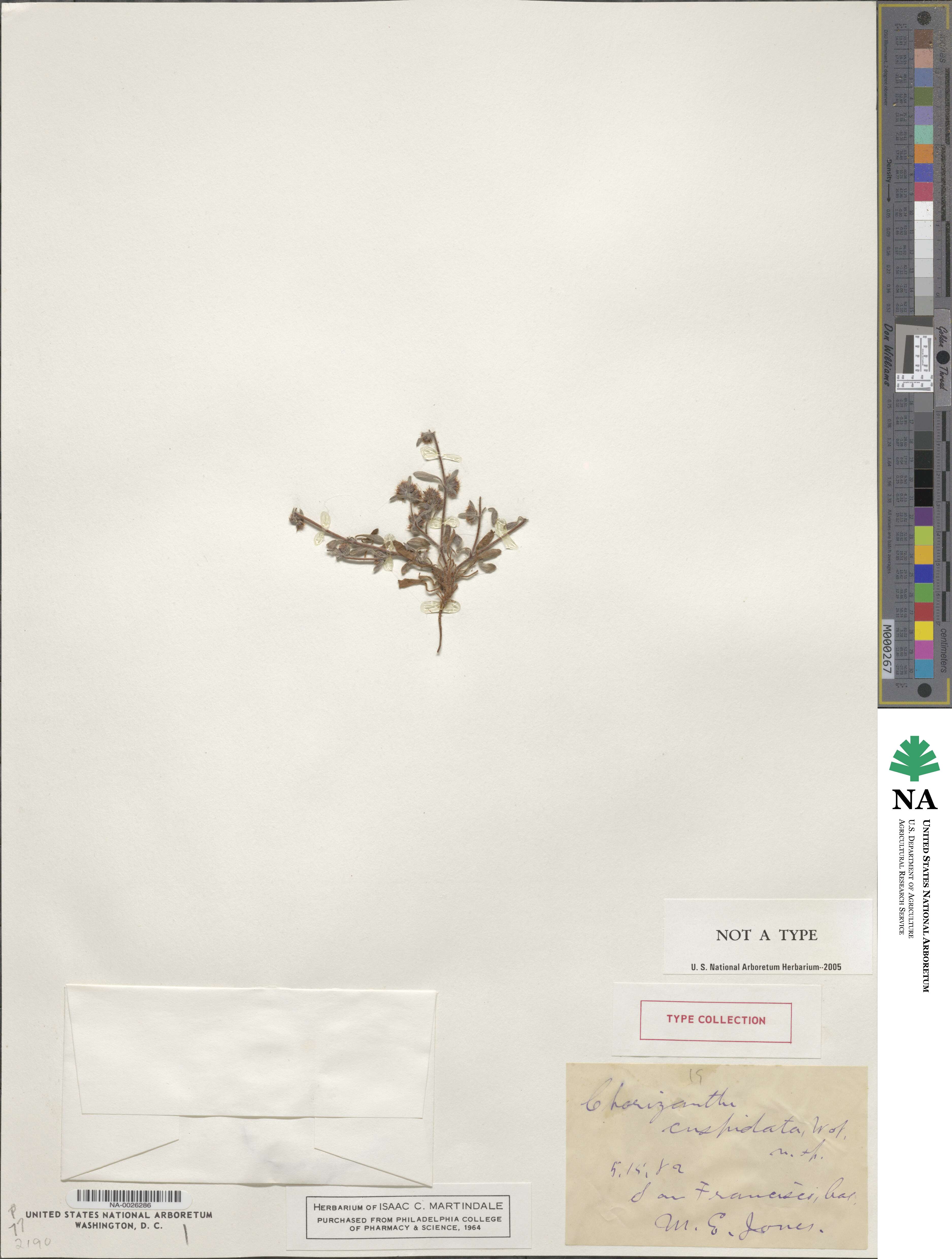 Chorizanthe cuspidata image