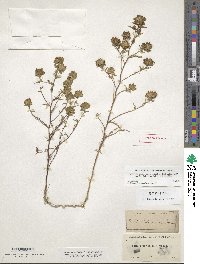 Navarretia heterodoxa image