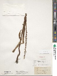 Image of Platanthera elegans