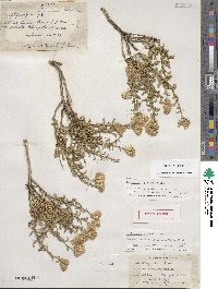 Ericameria gilmanii image