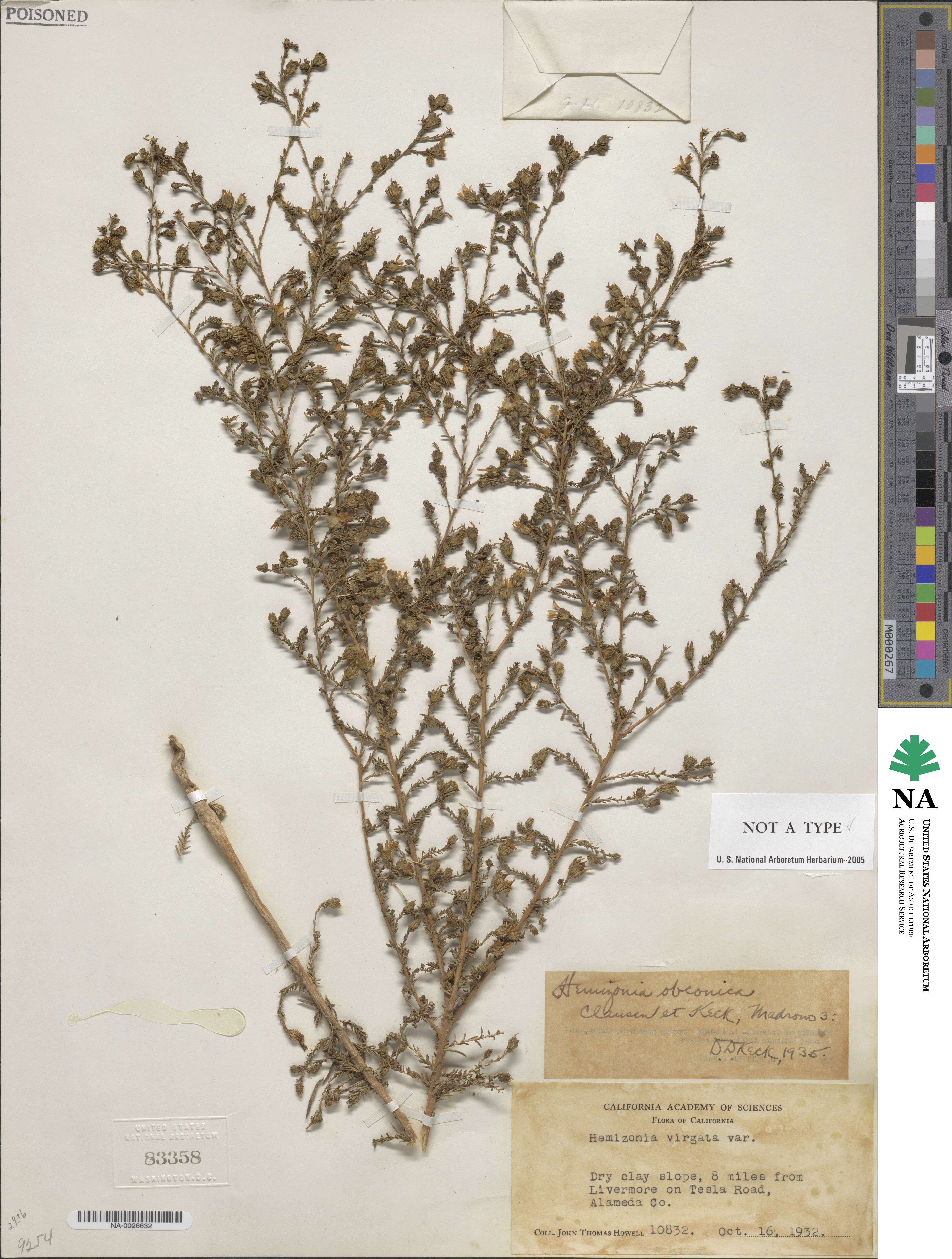 Holocarpha obconica image