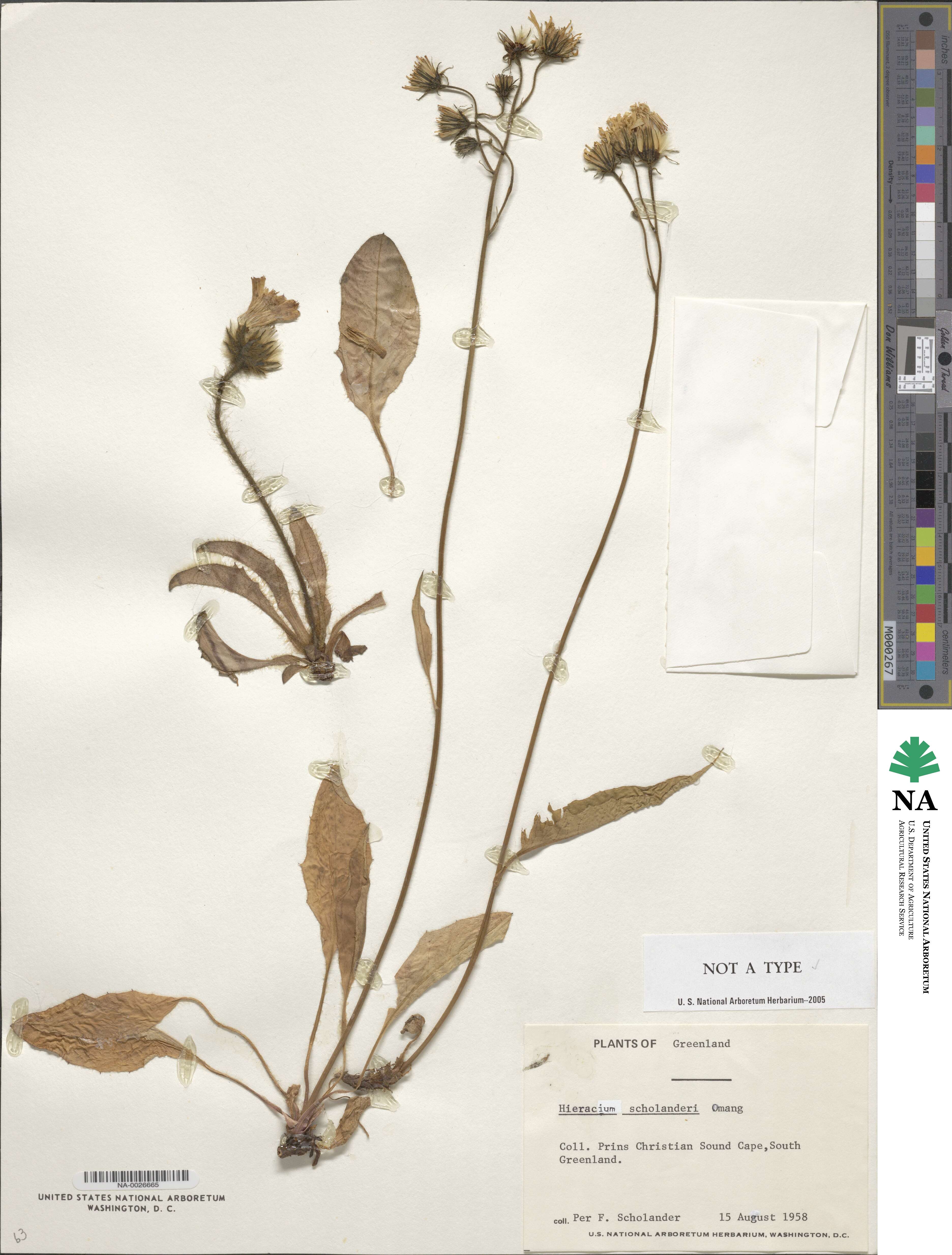 Hieracium lachenalii image