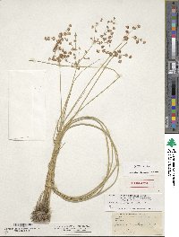 Juncus rugulosus image