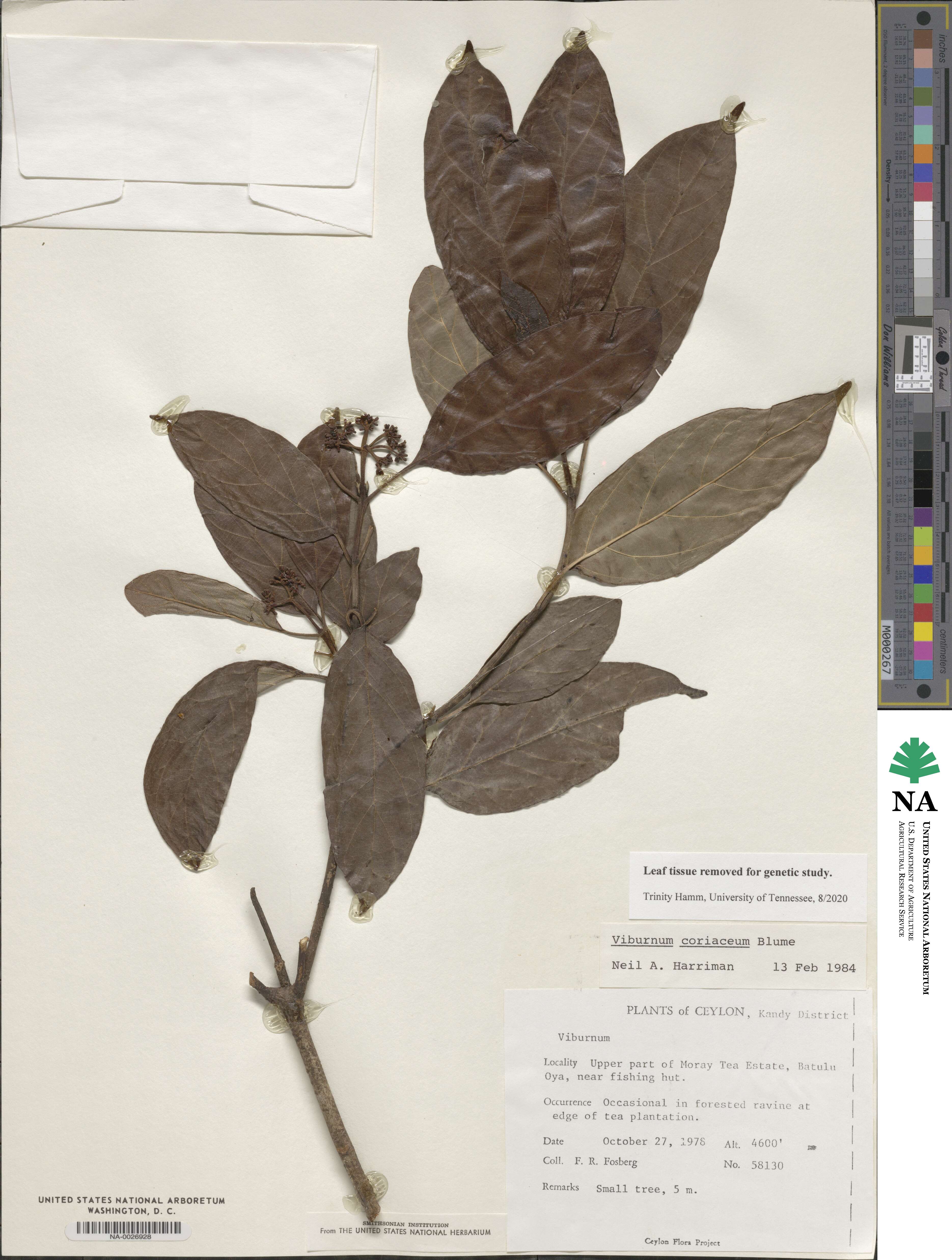 Viburnum coriaceum image