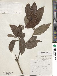 Viburnum coriaceum image