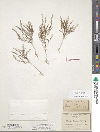 Phacelia pringlei image