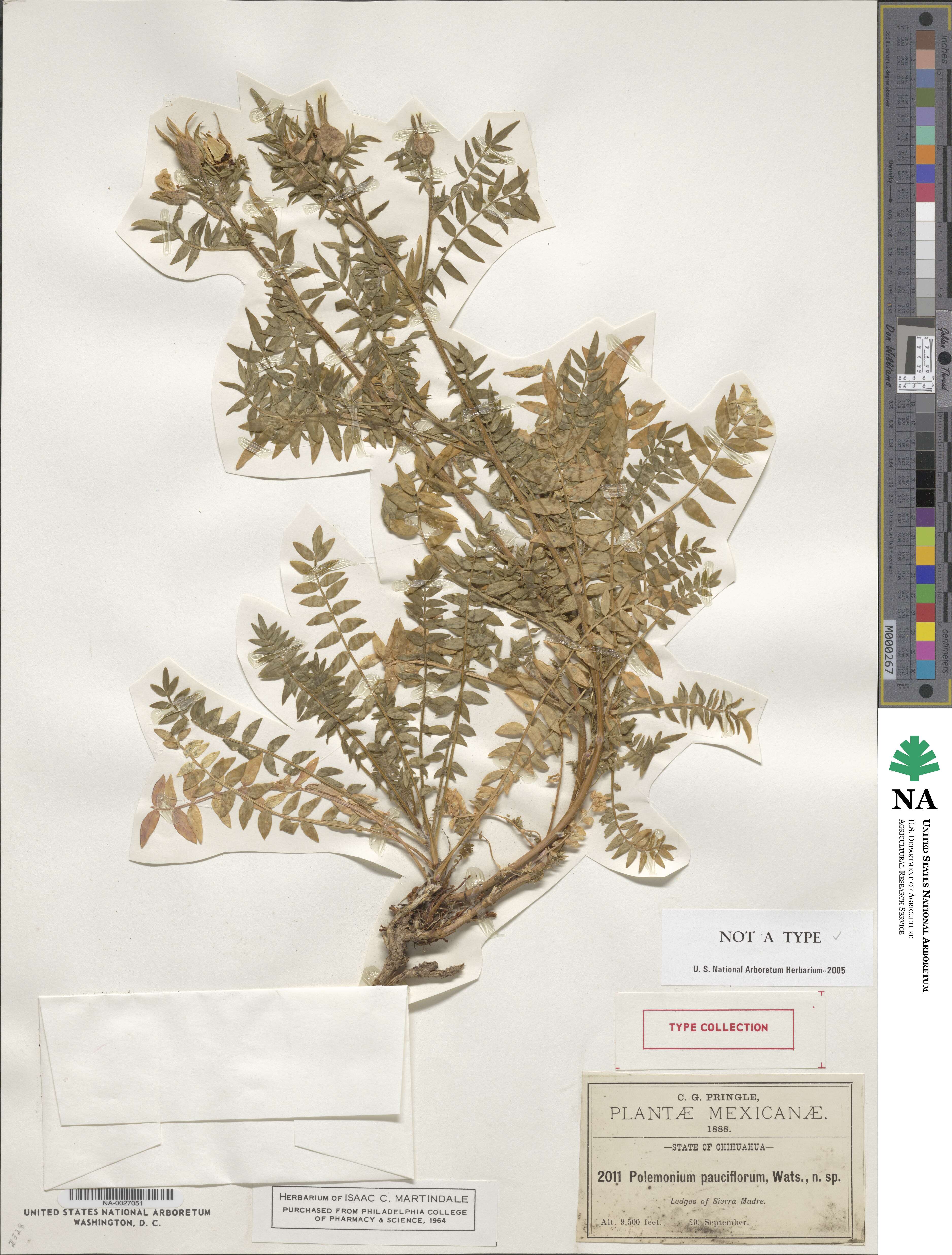 Polemonium pauciflorum image