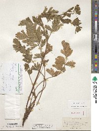 Potentilla californica image