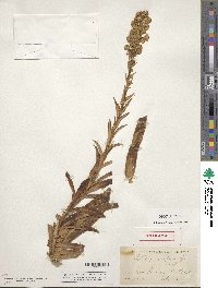 Image of Solidago confinis