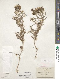 Stephanomeria parryi image