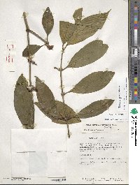 Image of Tachia parviflora