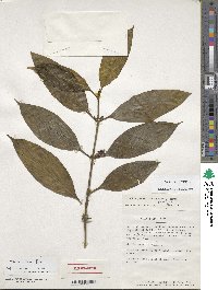 Tachia parviflora image