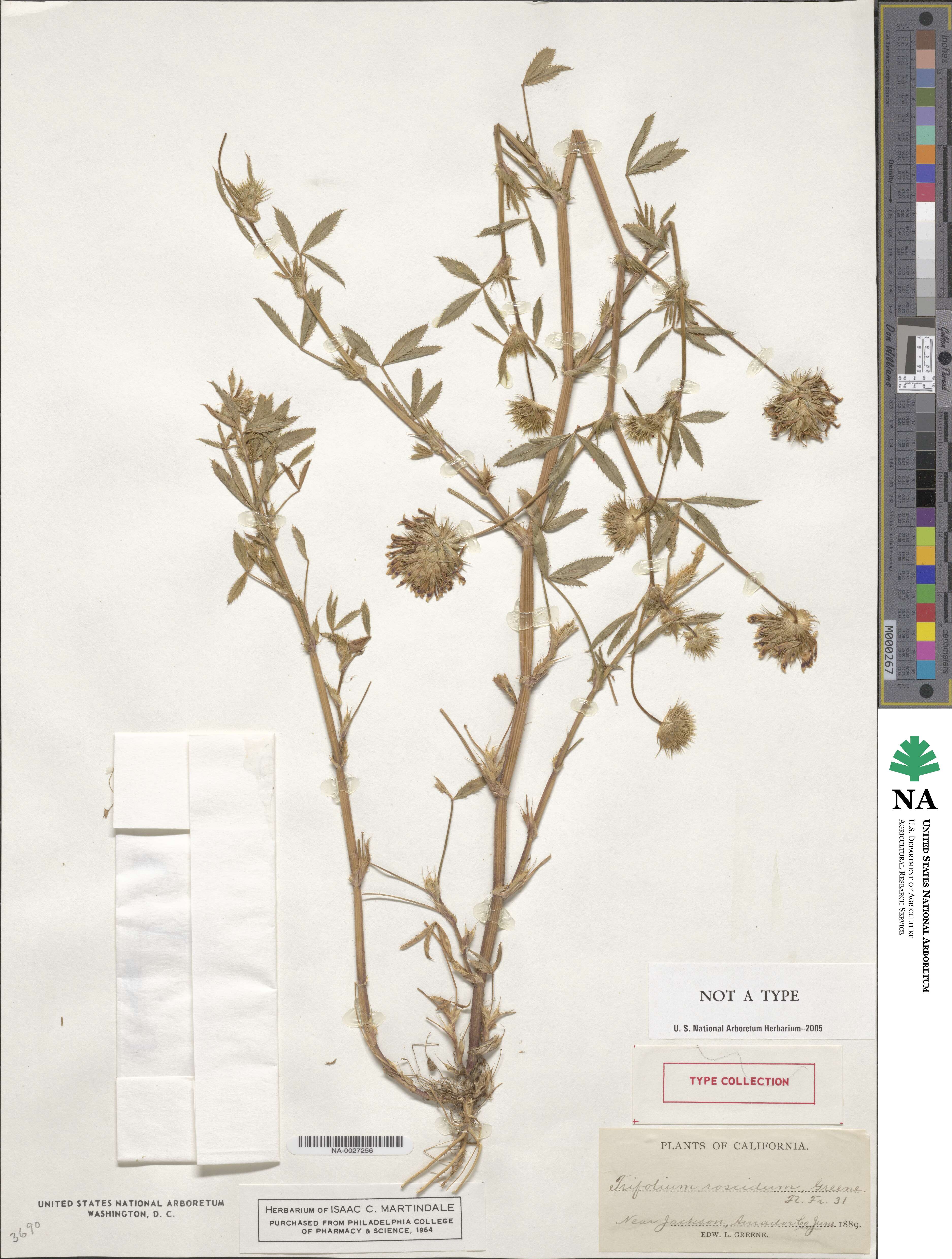 Trifolium obtusiflorum image