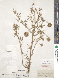 Trifolium obtusiflorum image