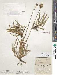 Raillardella pringlei image