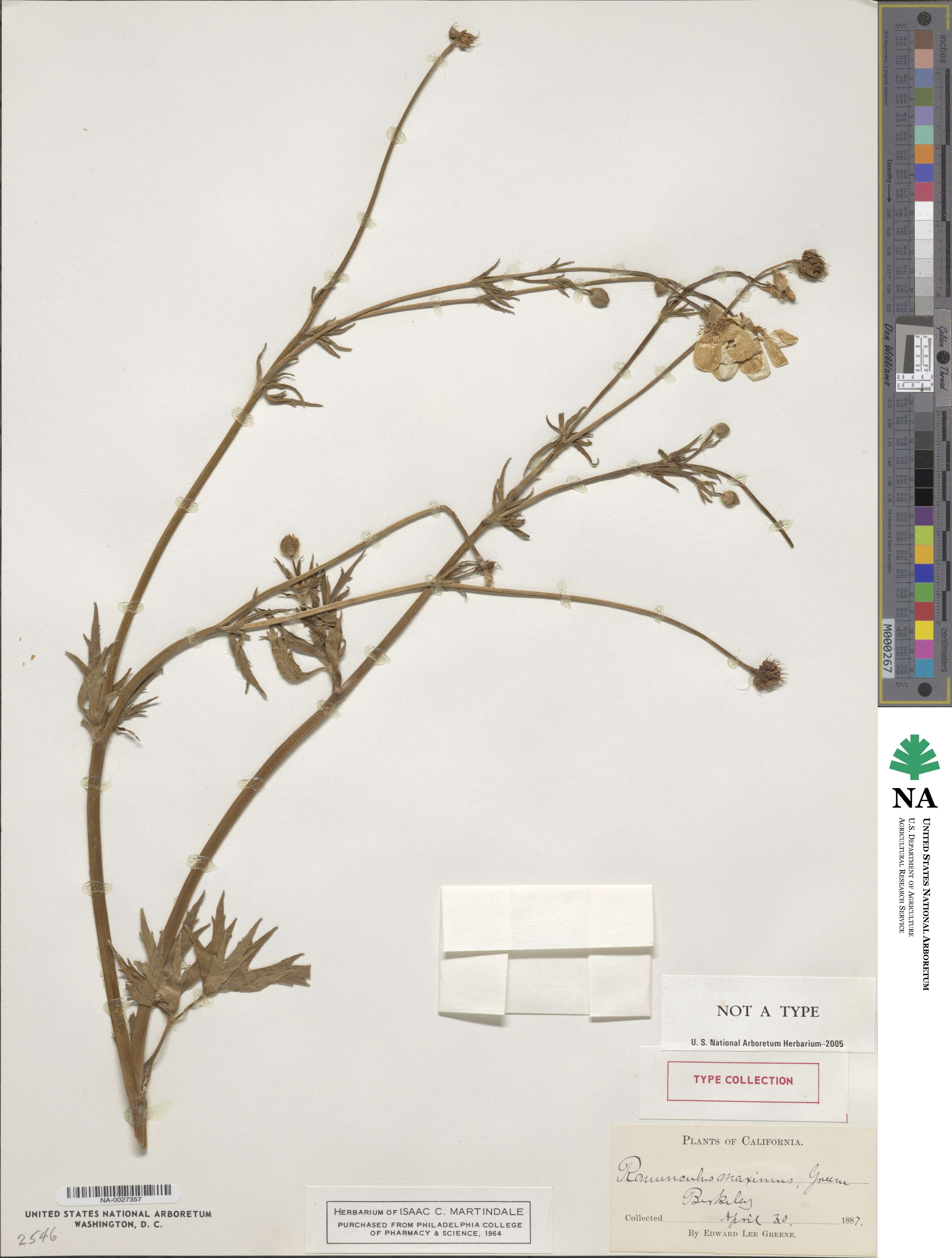 Ranunculus orthorhynchus image