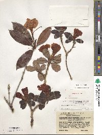 Rhododendron chamaethomsonii image