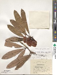 Rhododendron anthosphaerum image