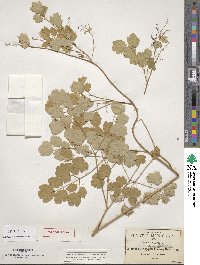 Image of Thalictrum grandifolium
