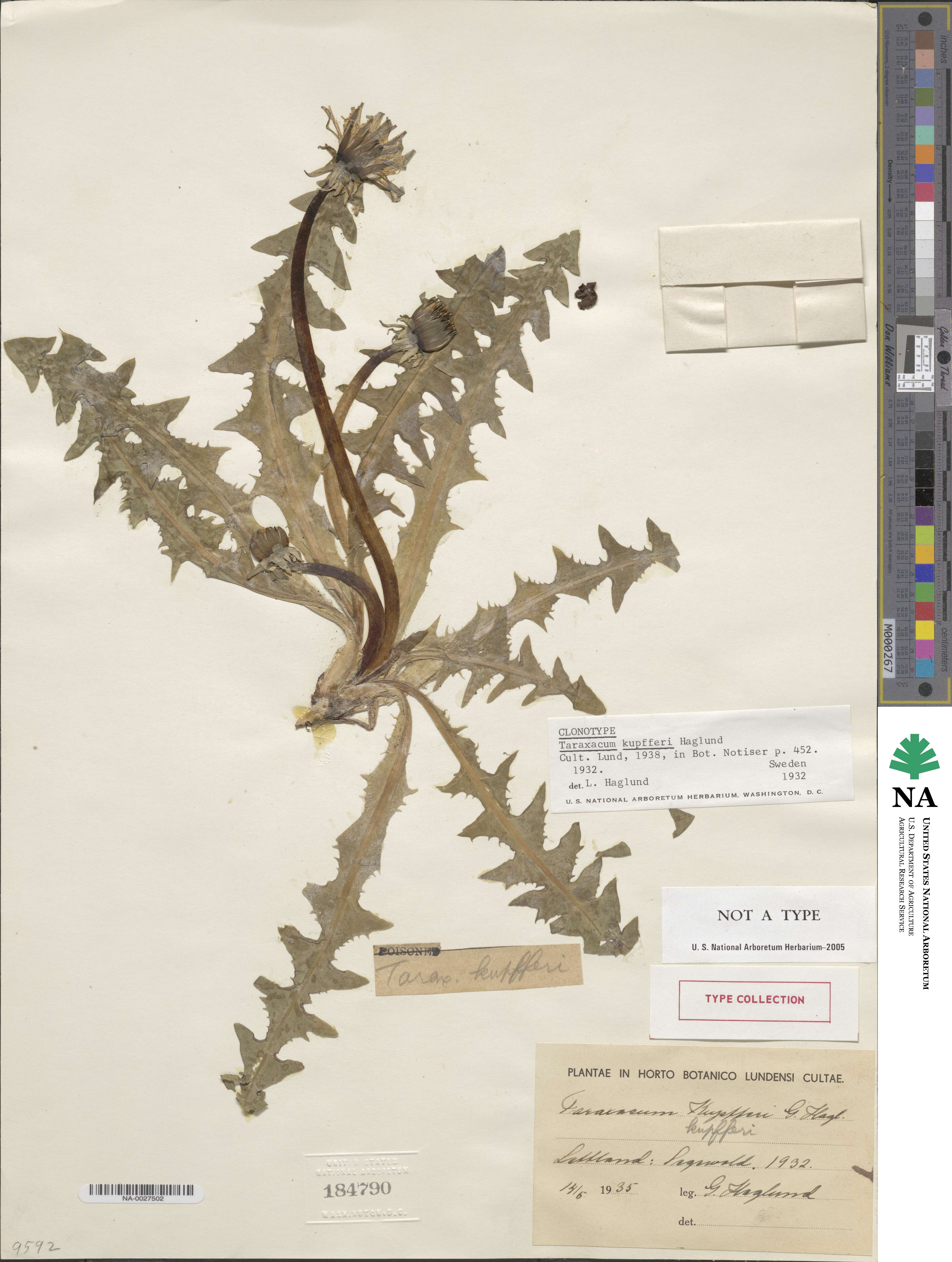 Taraxacum kupfferi image
