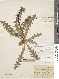 Image of Taraxacum kupfferi