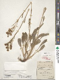 Senecio clevelandii image