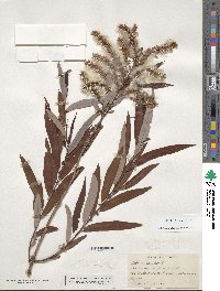 Salix caroliniana image