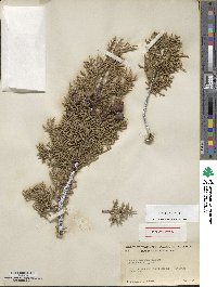 Cupressus arizonica image