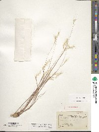 Andropogon filiformis image