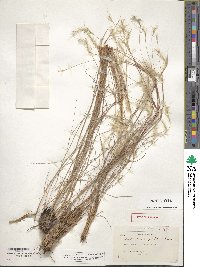 Andropogon filiformis image