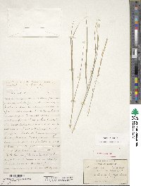 Image of Melica bulbosa