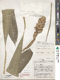 Renealmia wurdackii image