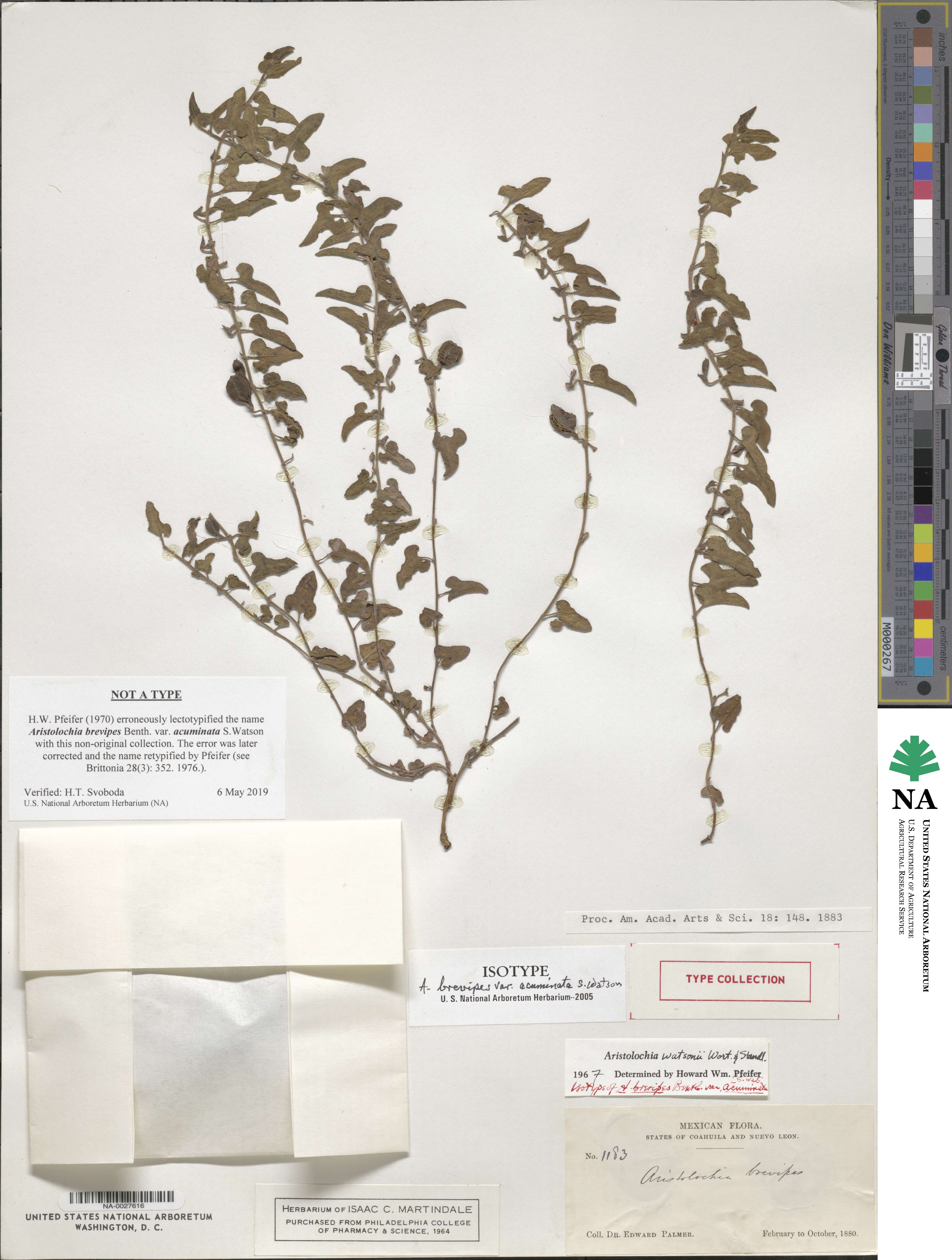 Aristolochia brevipes image