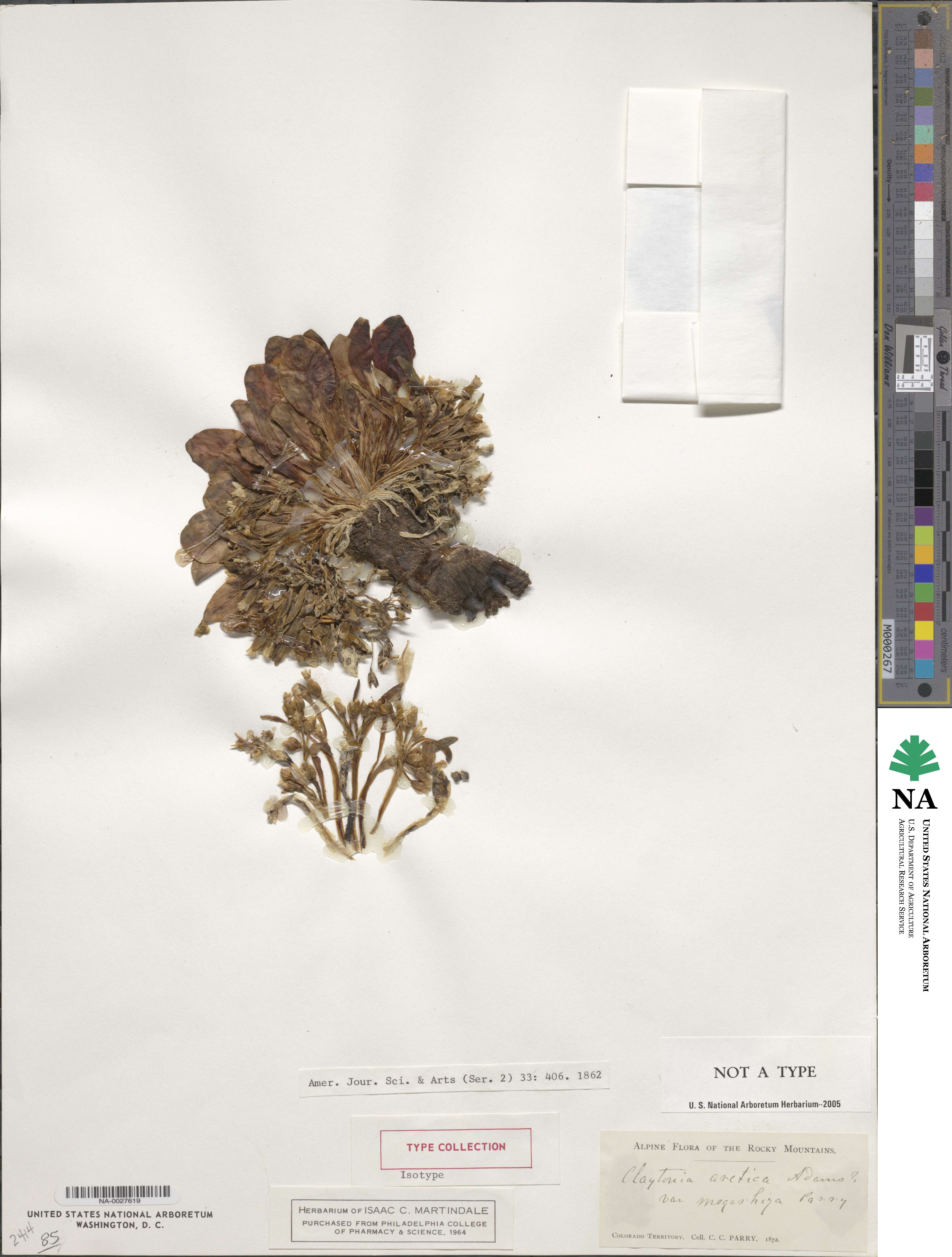 Claytonia arctica image