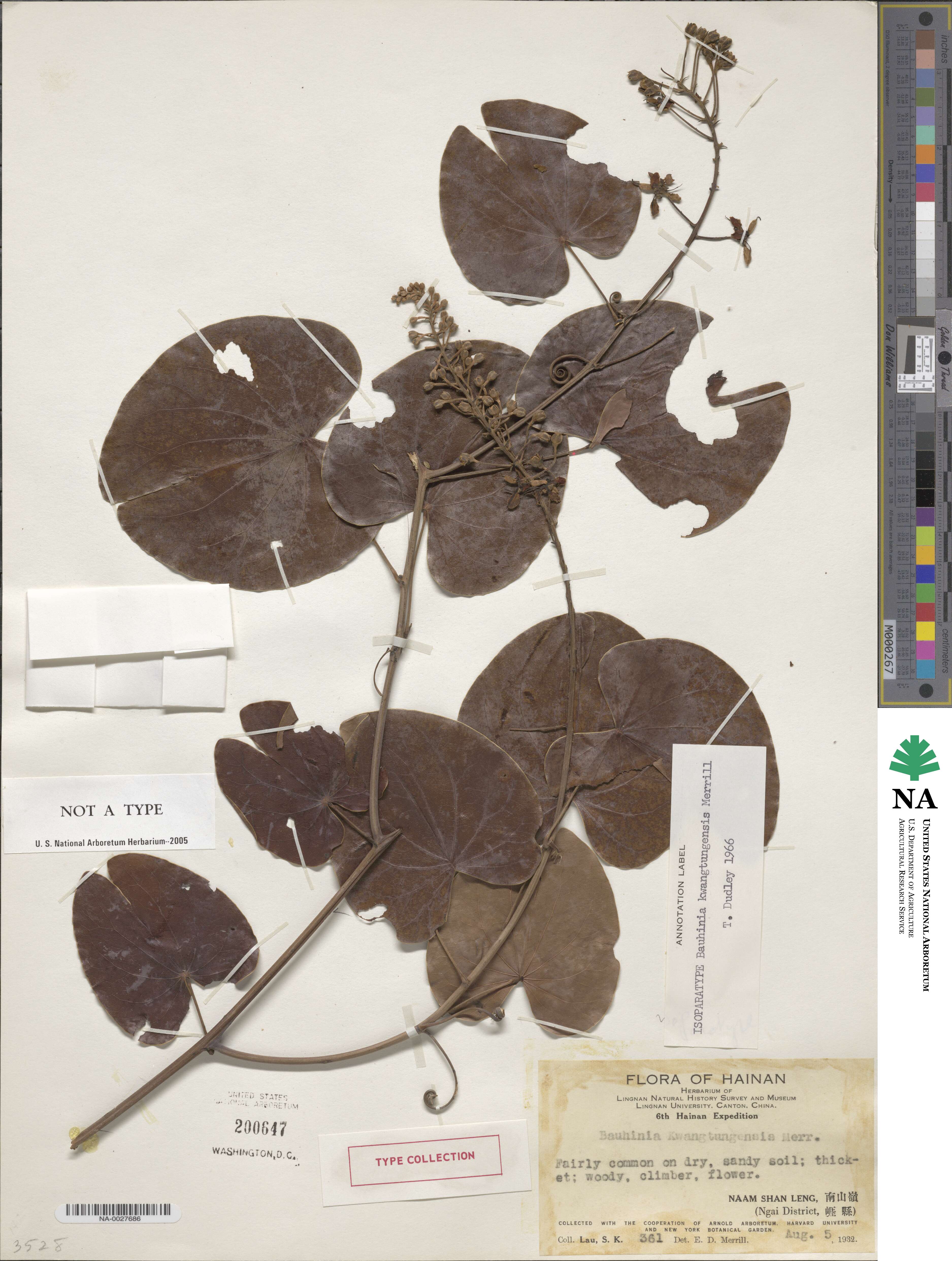 Phanera japonica image