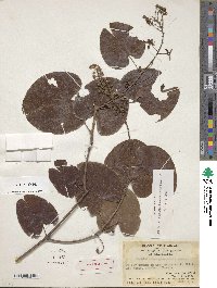 Phanera japonica image