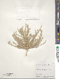 Atriplex persistens image