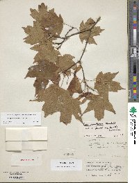 Acer leucoderme image