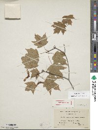 Acer leucoderme image