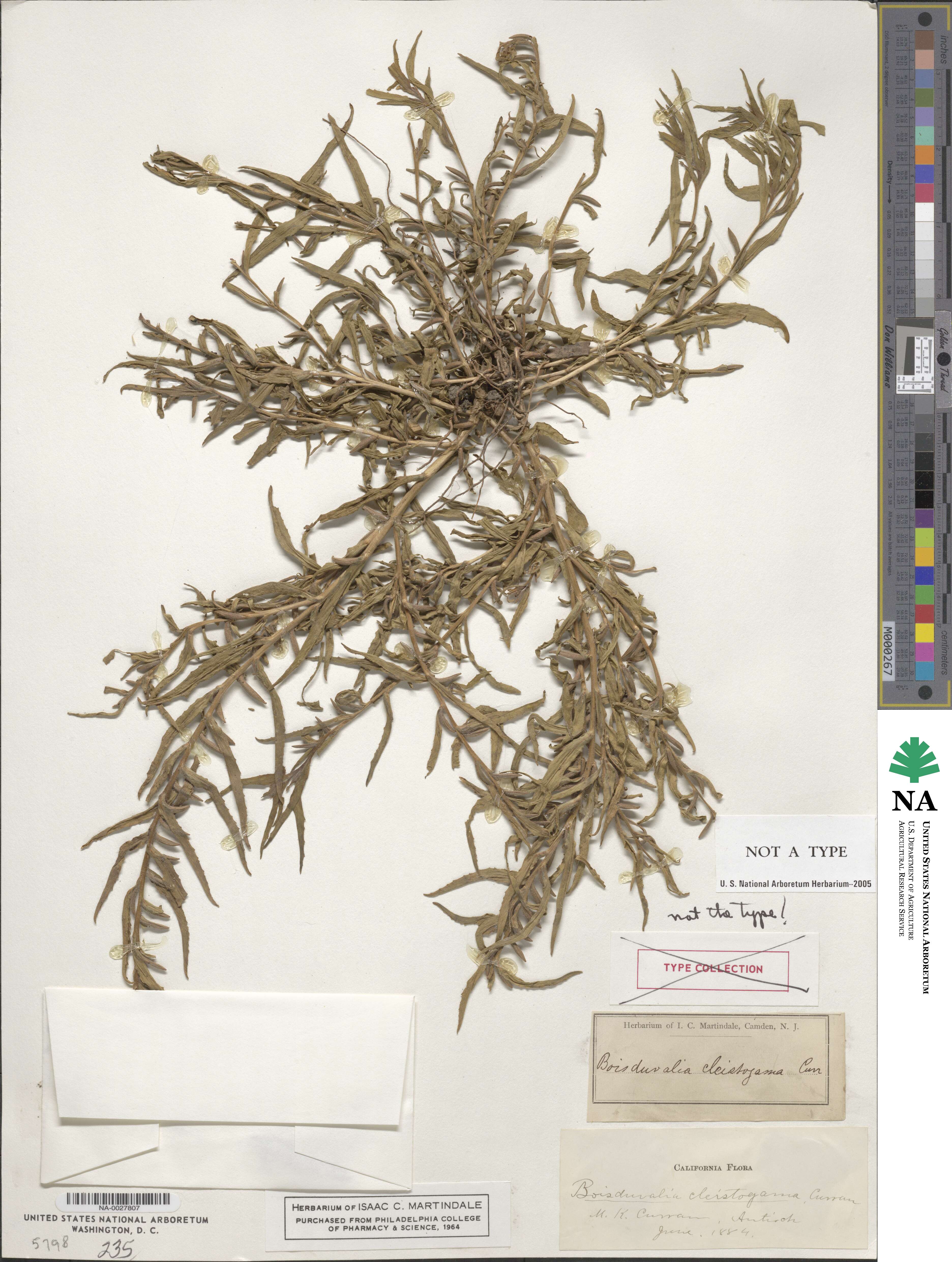 Epilobium cleistogamum image