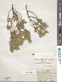 Fraxinus greggii image