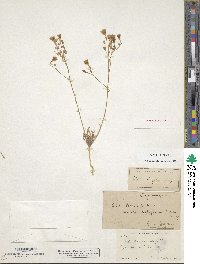 Gilia tenuiflora image