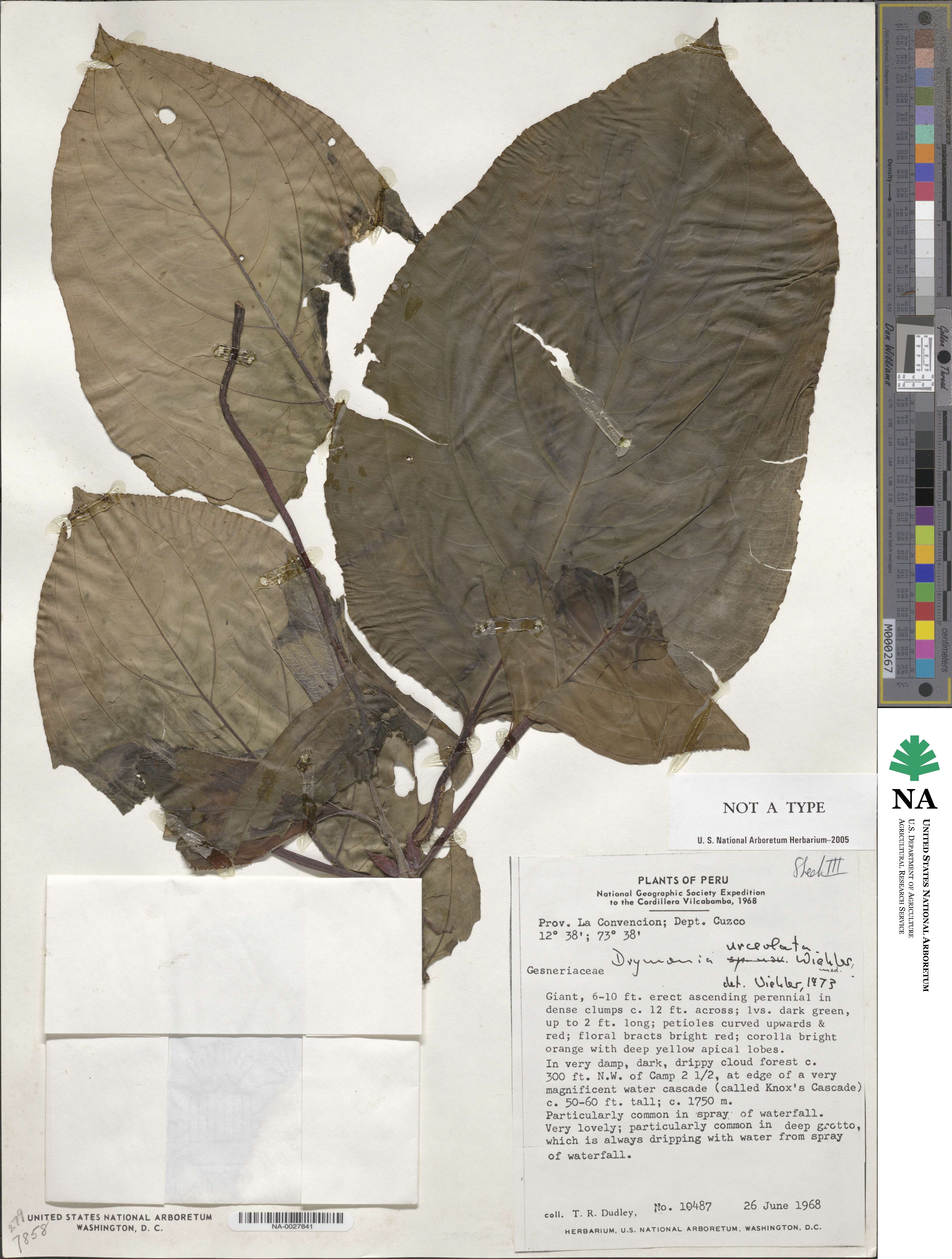 Drymonia urceolata image