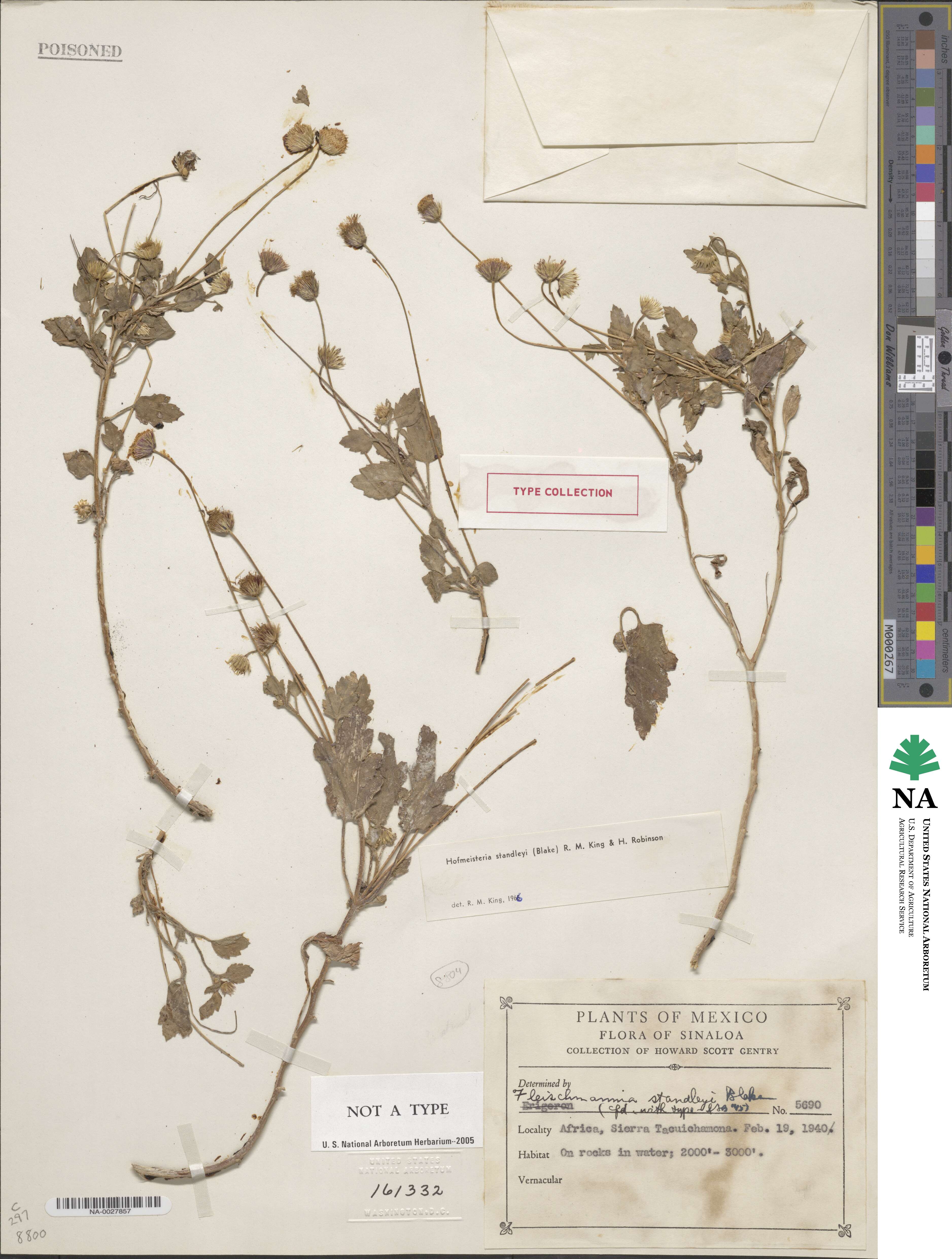 Hofmeisteria standleyi image