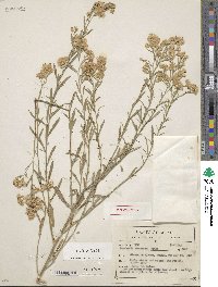 Baccharis thesioides image