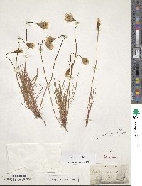 Microseris douglasii subsp. douglasii image