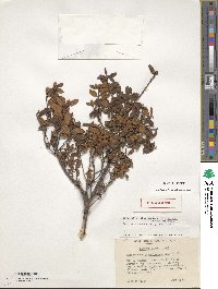 Rhododendron yungningense image